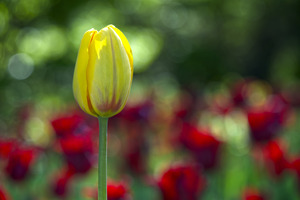 The Yellow One