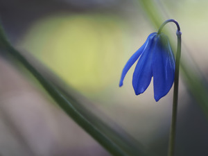 Tiny Blue Umbrella