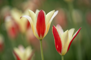 Tranquil Tulips