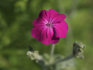 Velvety Beauty