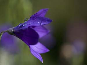 Water Drop Refraction