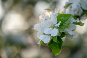 Whispering Blooms