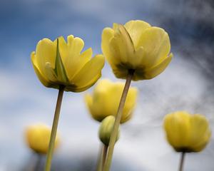 Yellow Cascade