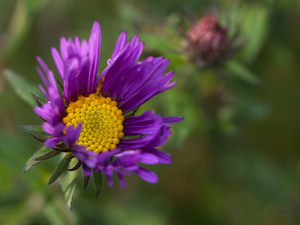 Alpine Aster