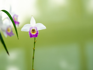 Bamboo Orchid