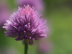 Chive Blossom