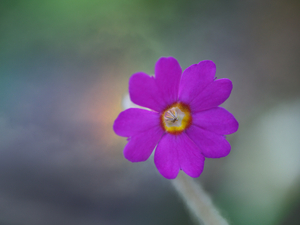Delicate Beauty