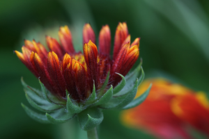 Firewheel