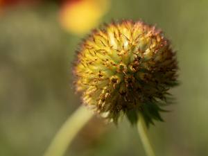 Sundance Seedhead