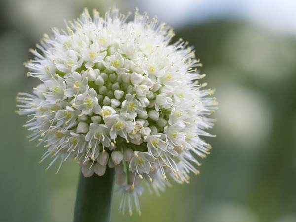 Allium Pskemense by Suzanne Bonin