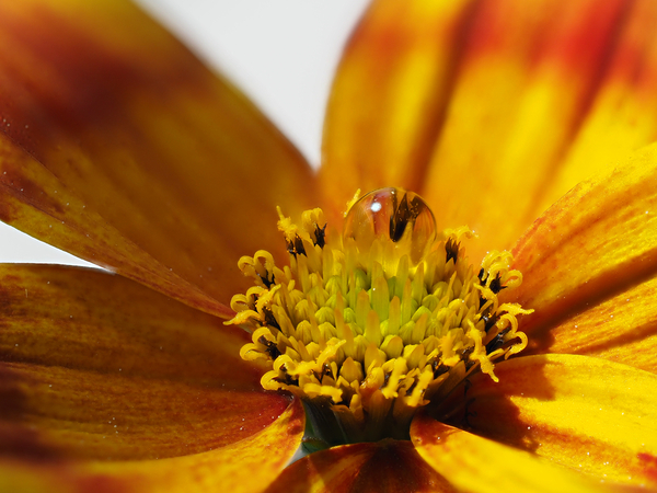 Bidens Ferulifolia