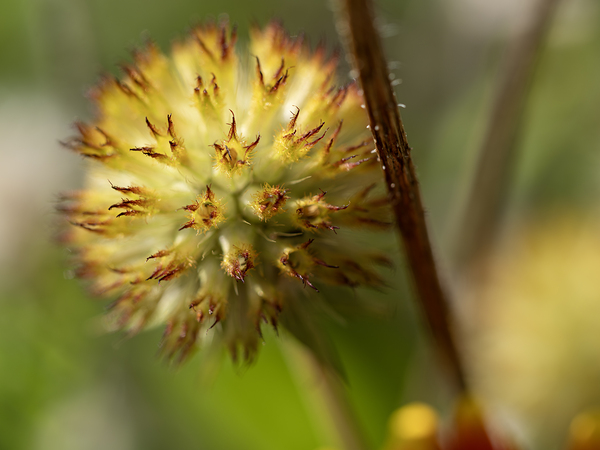 Blanketflower