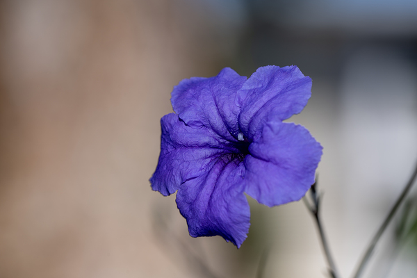 Call Me Violet by Suzanne Bonin