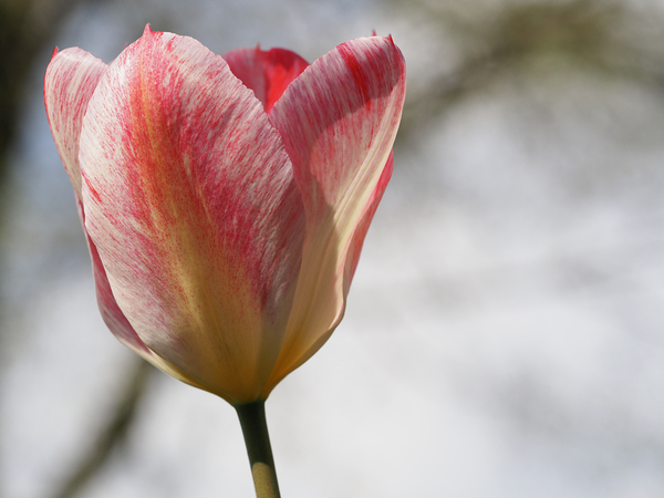 Cheerful Lady by Suzanne Bonin