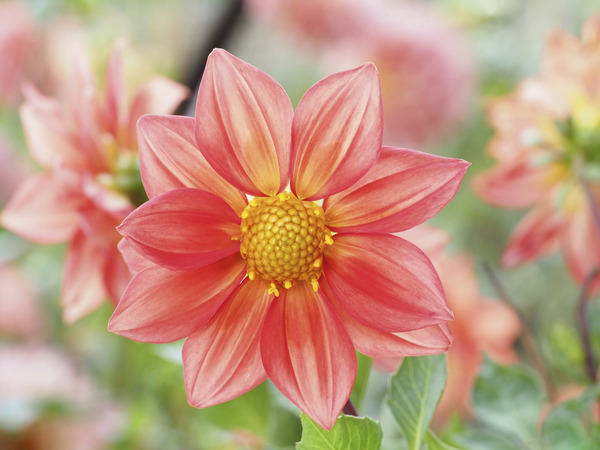 Dahlia Pinnata by Suzanne Bonin