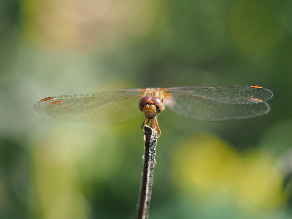 Dragonfly by Suzanne Bonin