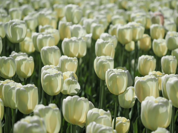 Field Of White Tulips