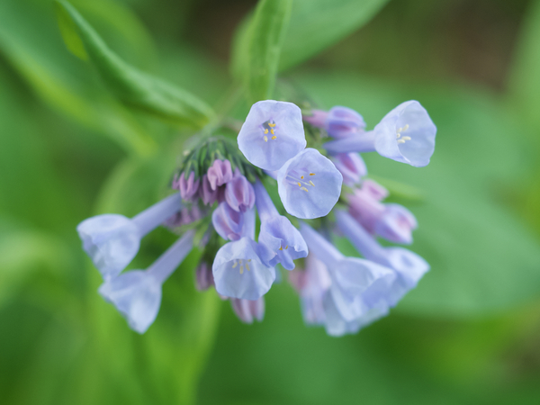 Little Bells by Suzanne Bonin