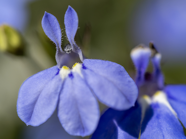 Lobelia by Suzanne Bonin