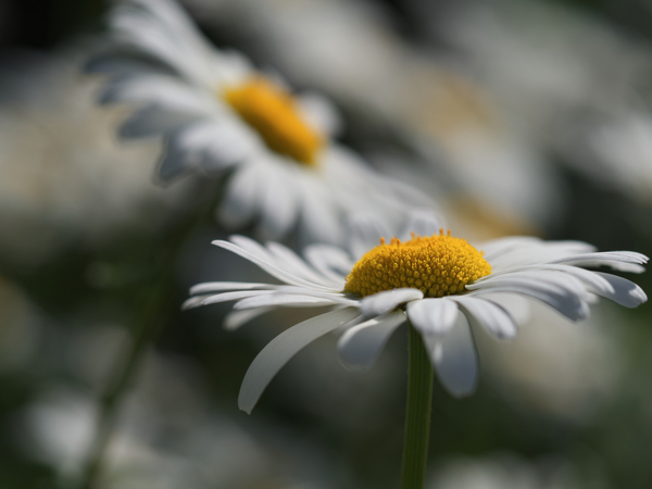 Marguerites by Suzanne Bonin