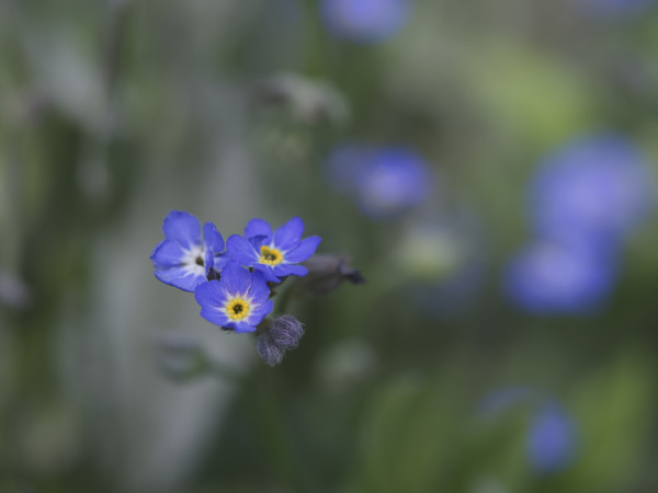 Myosotis Sylvatica by Suzanne Bonin