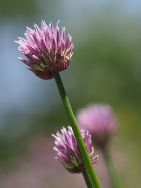 Pink Onion by Suzanne Bonin