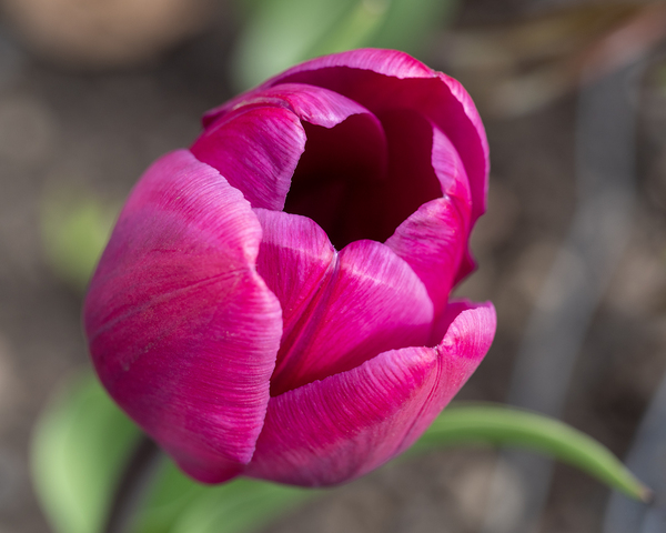 Pretty Pink