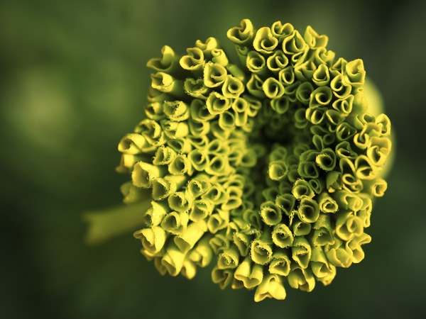 Ringlets by Suzanne Bonin