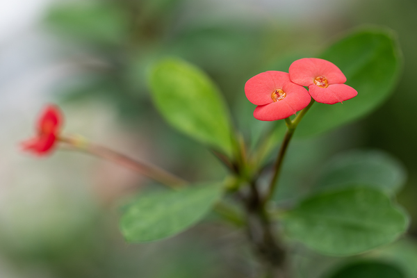 Rosy Red Twilight Print