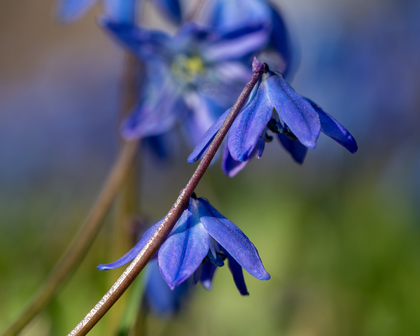 Sapphire Star by Suzanne Bonin