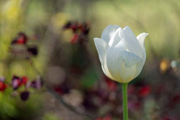 Snow White by Suzanne Bonin