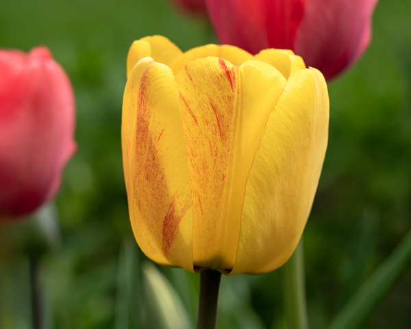 Surrounded by Beauty