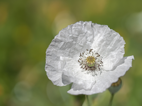 White Poppy