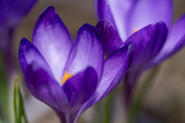 Crocus Closeup by Suzanne Bonin