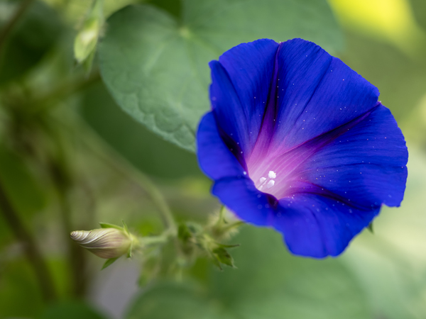 Purple Morning Glory with bud by Suzanne Bonin