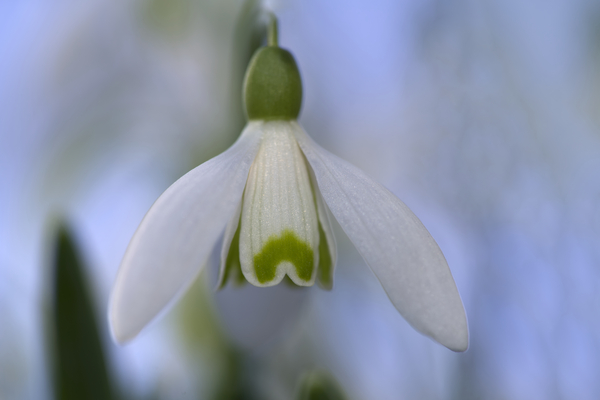 Snowdrop Bulb by Suzanne Bonin