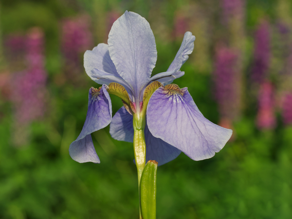 Violet Blue One by Suzanne Bonin
