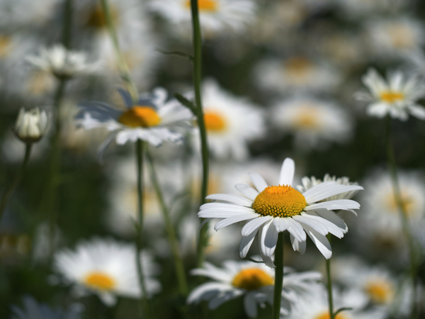 White Daisies by Suzanne Bonin