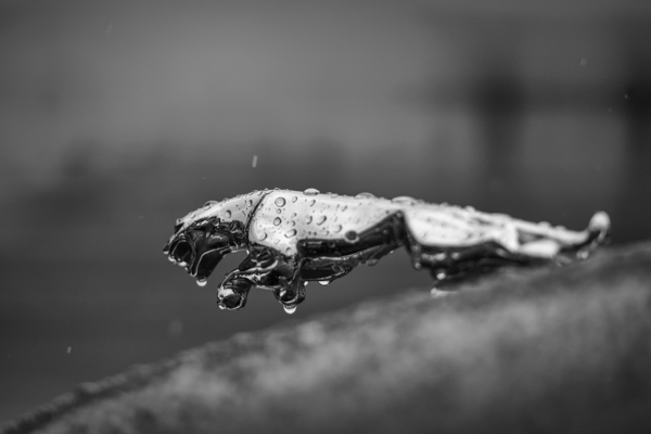 Wet Cat Print