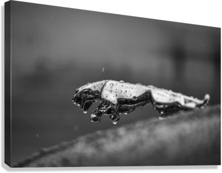 Wet Cat Canvas Print