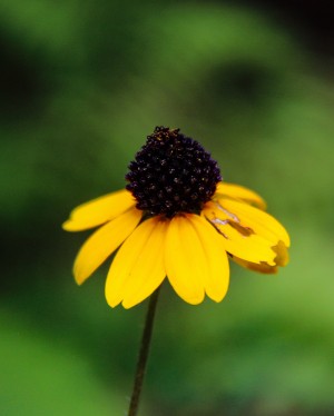 Lone Yellow Flower 