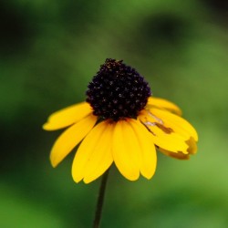 Lone Yellow Flower 