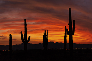 Az Cactus  Sunset