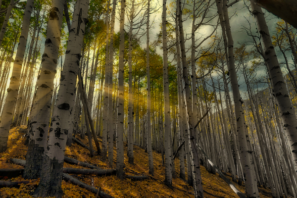 Forest Sun Rays Print