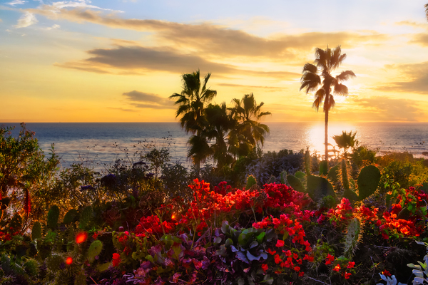 Sunset Palms by Rachael Robinson 