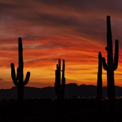 Az Cactus  Sunset