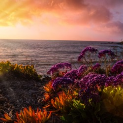 Flower Sunset