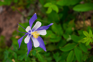 Colorado Columbine
