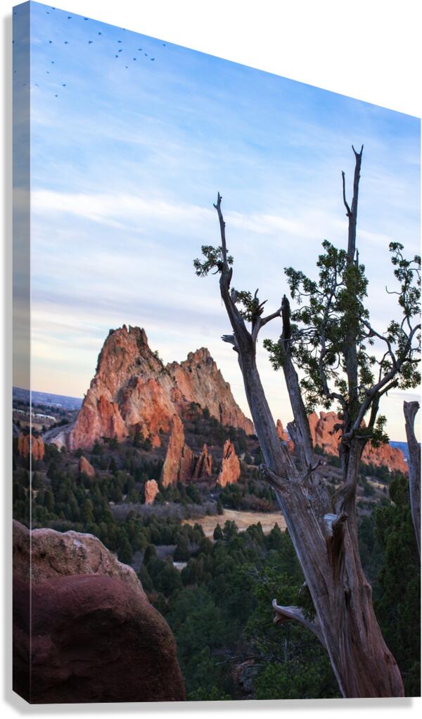 Twisted Juniper Canvas Print