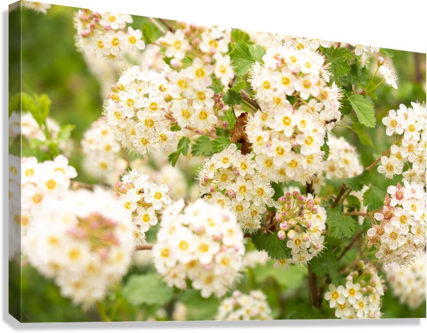 Flowers Canvas Print